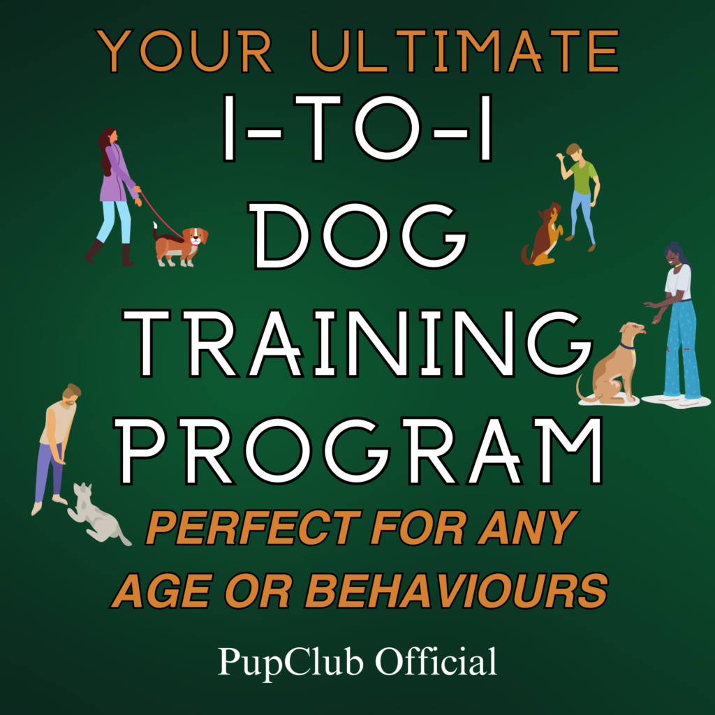 1to1 Dog Training Programme with FREE Additional 1 Hour Home Visit Training Session Pup Club