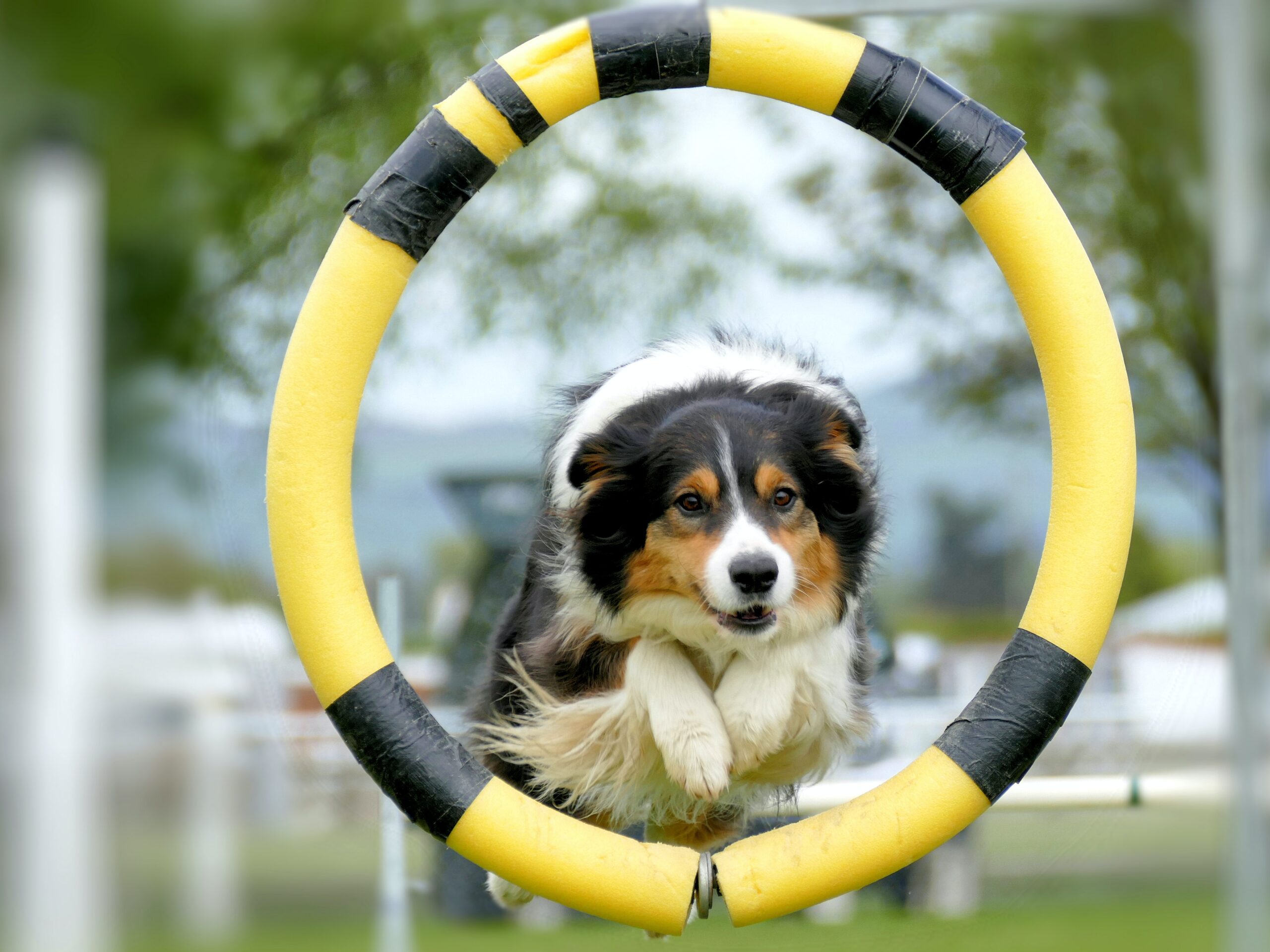 dog jumping through a hoop