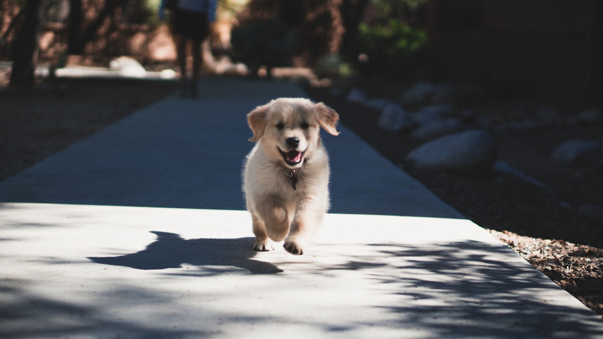 puppy running