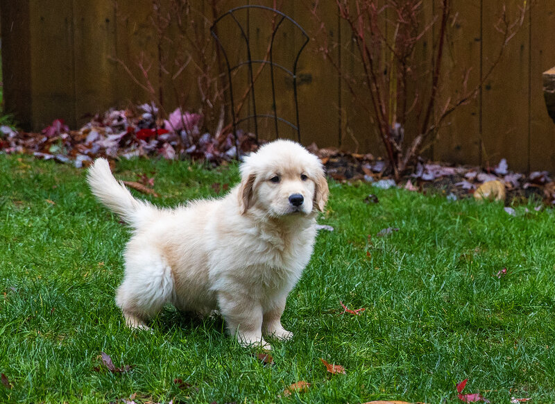 puppy potty training