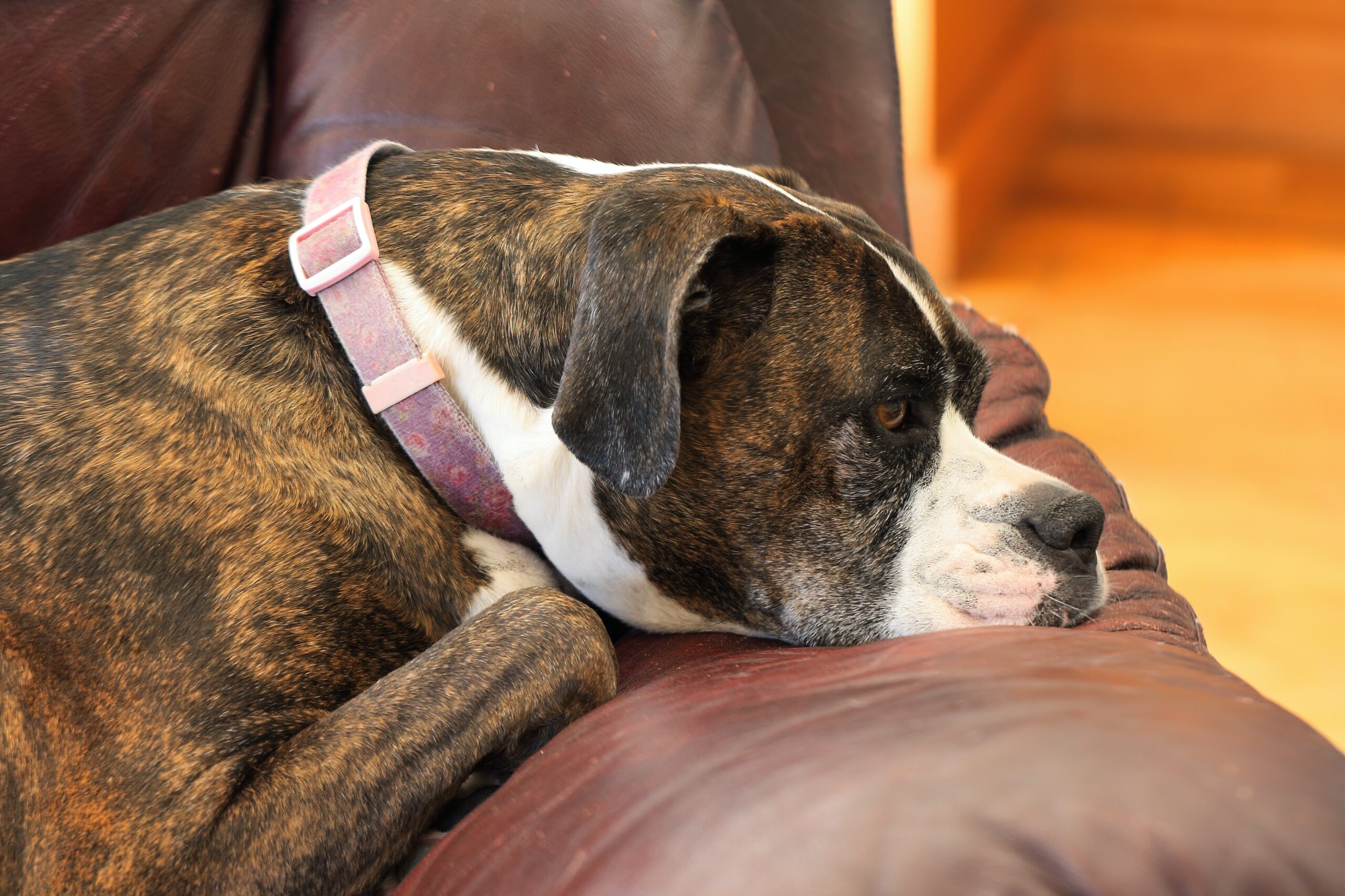 dog slouching on the couch