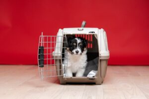 dog crate trainign