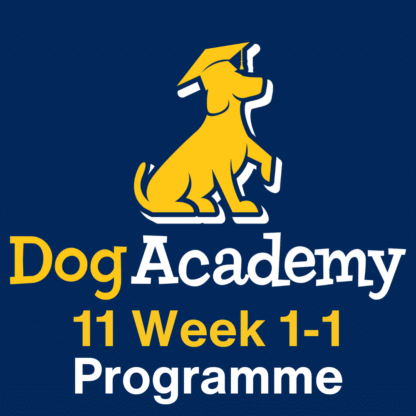 1-to-1 Private Training Programme With a Behaviourist in Training